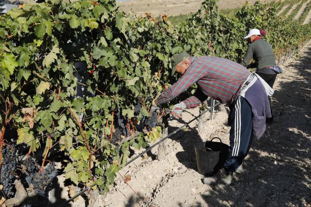 Fotos: La vendimia en la Ribera del Duero
