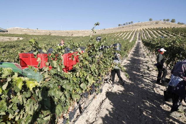 Fotos: La vendimia en la Ribera del Duero
