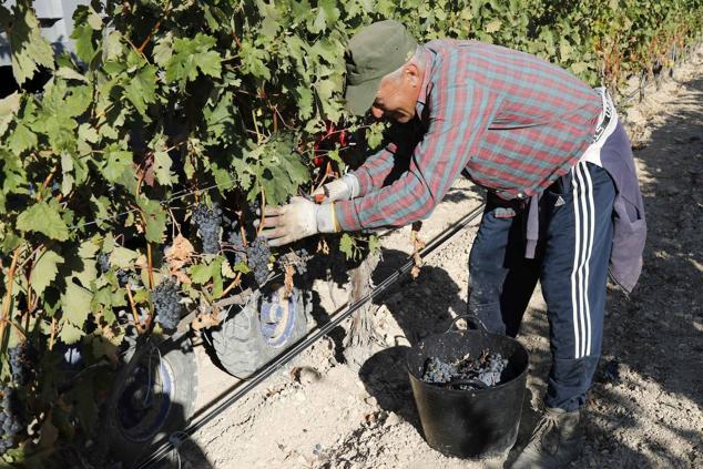 Fotos: La vendimia en la Ribera del Duero