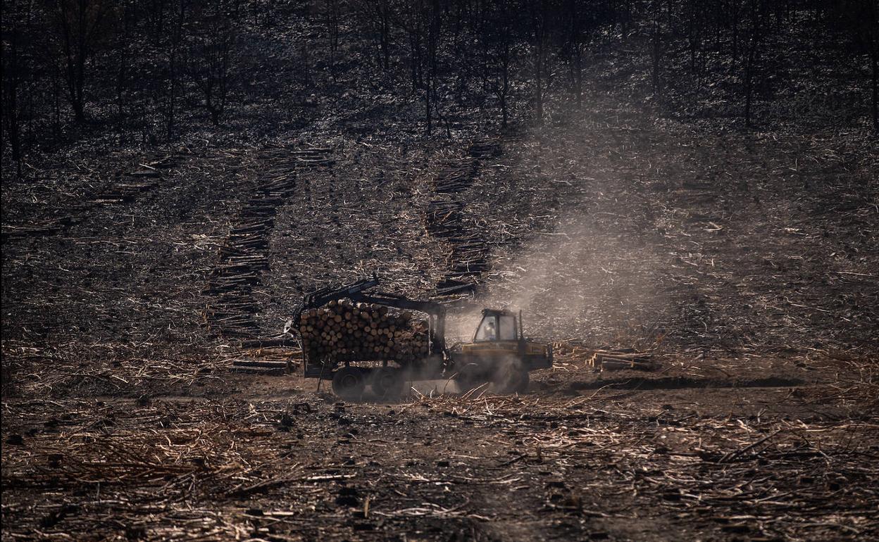 Labores de retirada de la madera quemada en los incendios que este verano han asolado la sierra zamorana de La Culebra