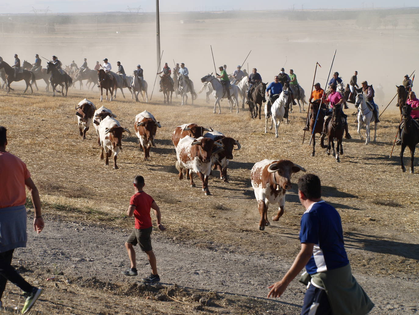Encierro campero celebrado este miércoles por la tarde en Olmedo.