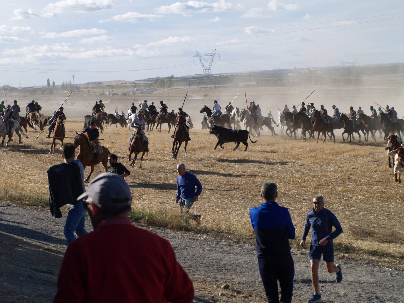 Encierro campero celebrado este miércoles por la tarde en Olmedo.