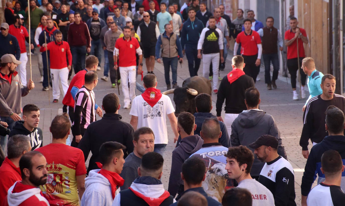 Encierro extraordinadio de San Miguel en Cuéllar. 