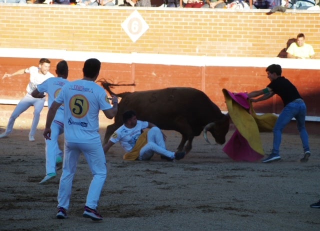 Fotos: Use sufre un revolcón durante el concurso de cortes de Mojados (Valladolid)