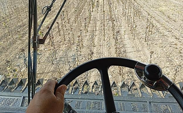 Siega de girasol vista desde una cosechadora en la zona de La Moraña abulense. 