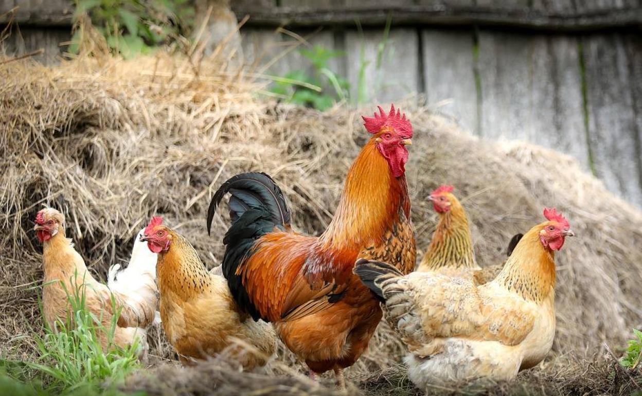 Varias gallinas en una granja.