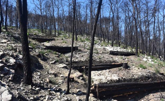 Imagen principal - ¿Qué es el helimulching? Técnicas para recuperar el monte tras los incendios