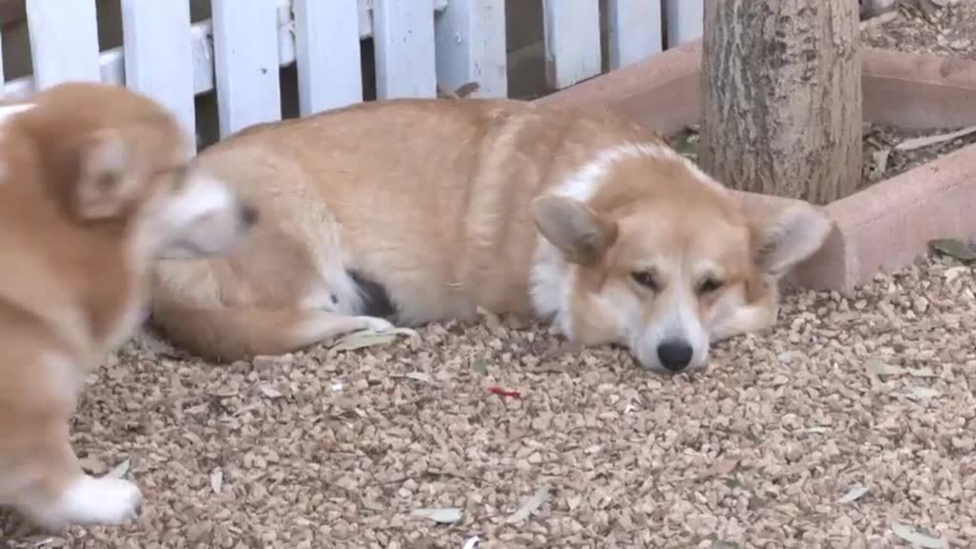 Corgi es la raza de perro del momento tras ponerlo de moda la reina de Inglaterra