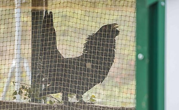 Un urogallo en el centro de Valsemana (León).