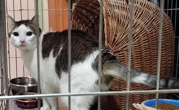 Piden un hogar para la gata del hombre hallado muerto en su casa de la calle Gutiérrez Mellado