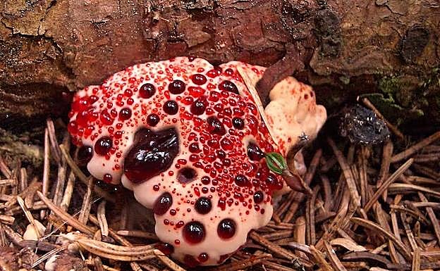 Aunque la seta que sangra (Hydnellum peckii) parece un merengue con mermelada de fresa, presenta mal sabor y no está recomendado su consumo. 