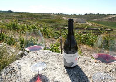 Imagen secundaria 1 - Vendimia manual en un viñedo plantado en espaldera en bancal. El vino San Cucufate. 