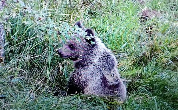 El osezno recuperado en León se aclimata antes de volver al medio natural