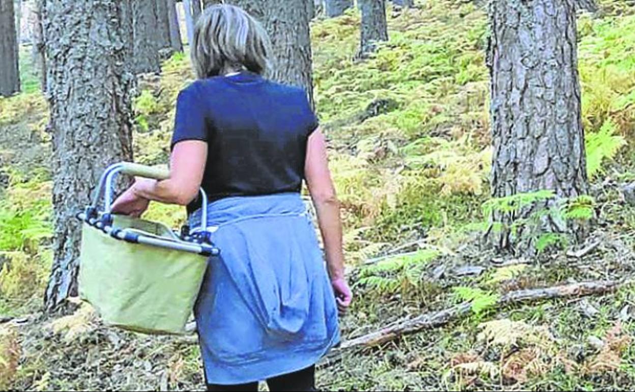 Una mujer, cesta en ristre, busca setas por una zona de pinares de la provincia. 