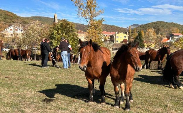 Feria del Caballo de La Pernía.