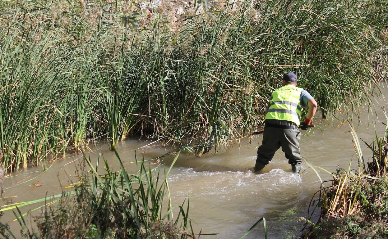 Un voluntario sanea una zona junto al puente del tren de La Pilarica.