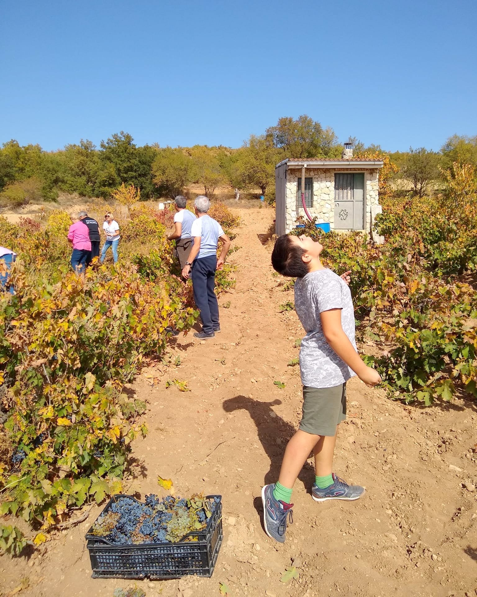 Castrillo de Don Juan se vuelca con la XIV Fiesta de la Vendimia