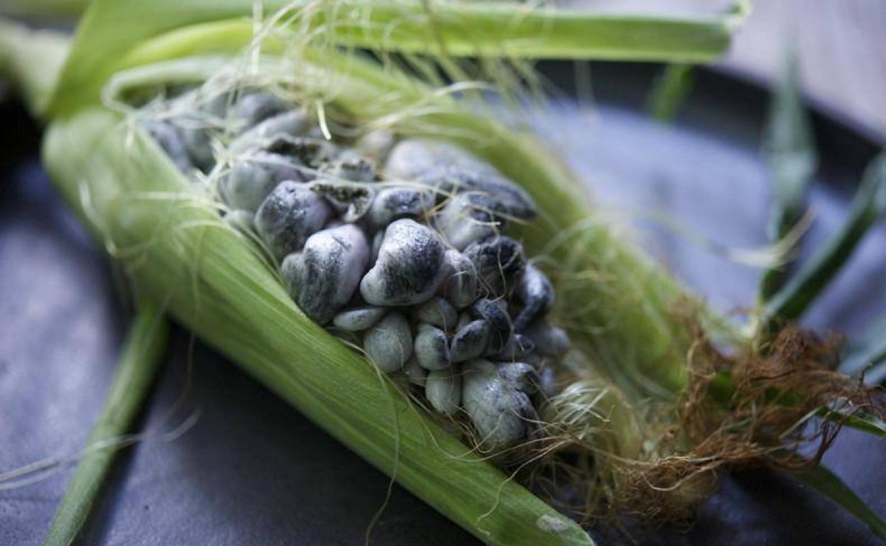 El huitlacoche, el hongo mexicano que triunfa en España