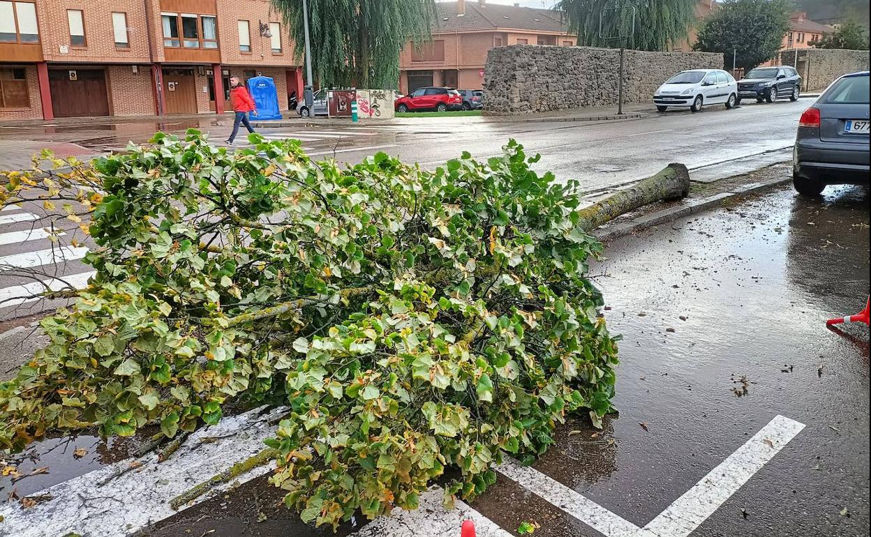 Árbol derribado en Aguilar de Campoo. 