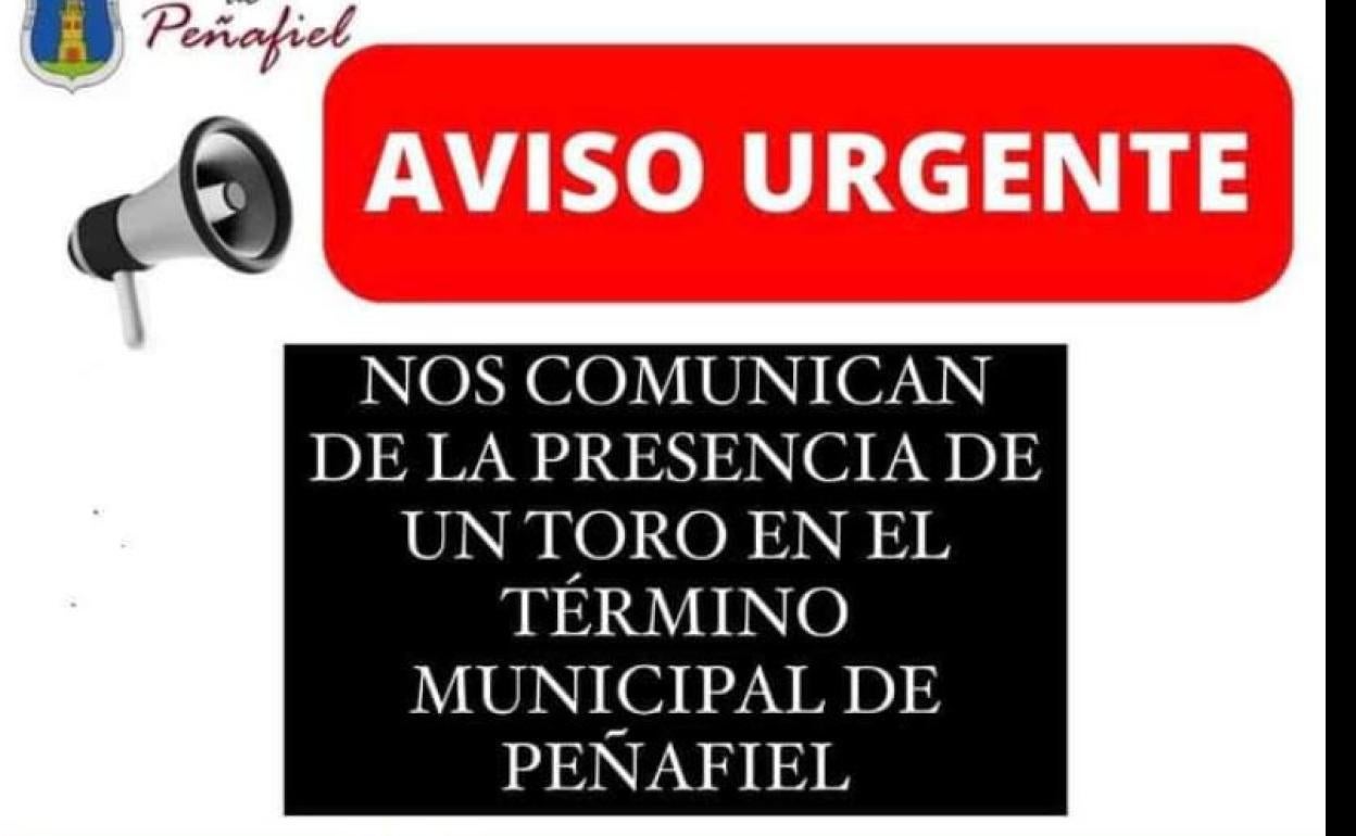 Alerta en Peñafiel por la presencia de un toro suelto