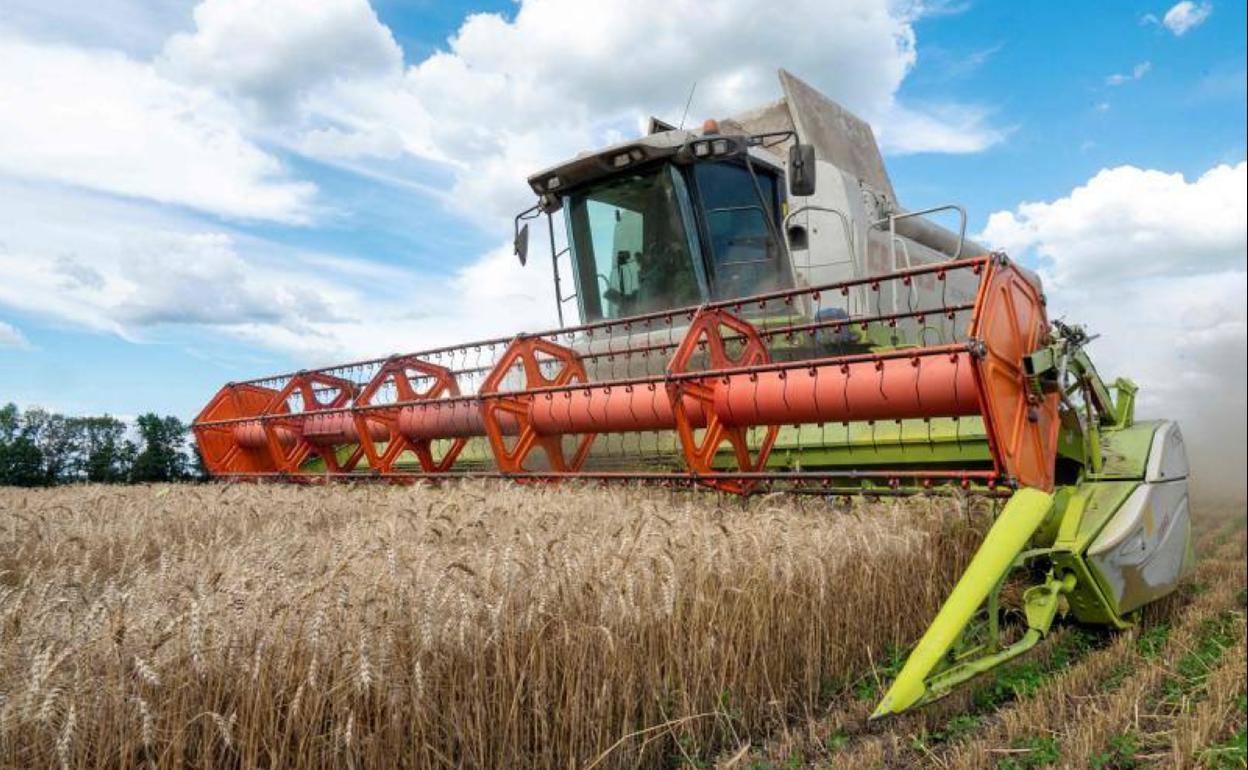 Una cosechadora recoge trigo en un campo de Járkov en julio de este año. El acuerdo para la exportación ha permitido el traslado de más de 10 millones de toneladas de cereal para paliar la escasez alimentaria.