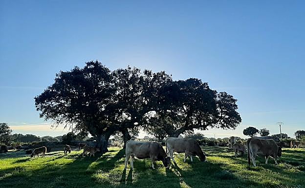 Explotación de vacuno de carne en la provincia de Salamanca. 