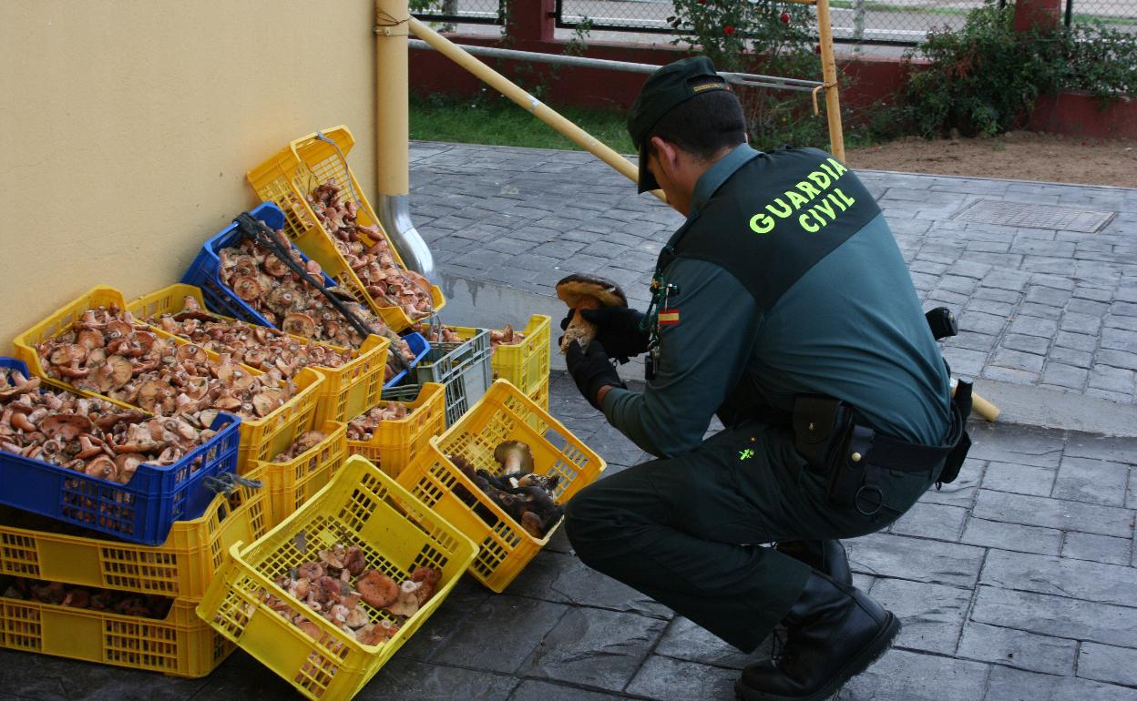 Hongos requisados por la Guardia Civil. 