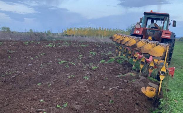 Un agricultor prepara la tierra para sembrar.