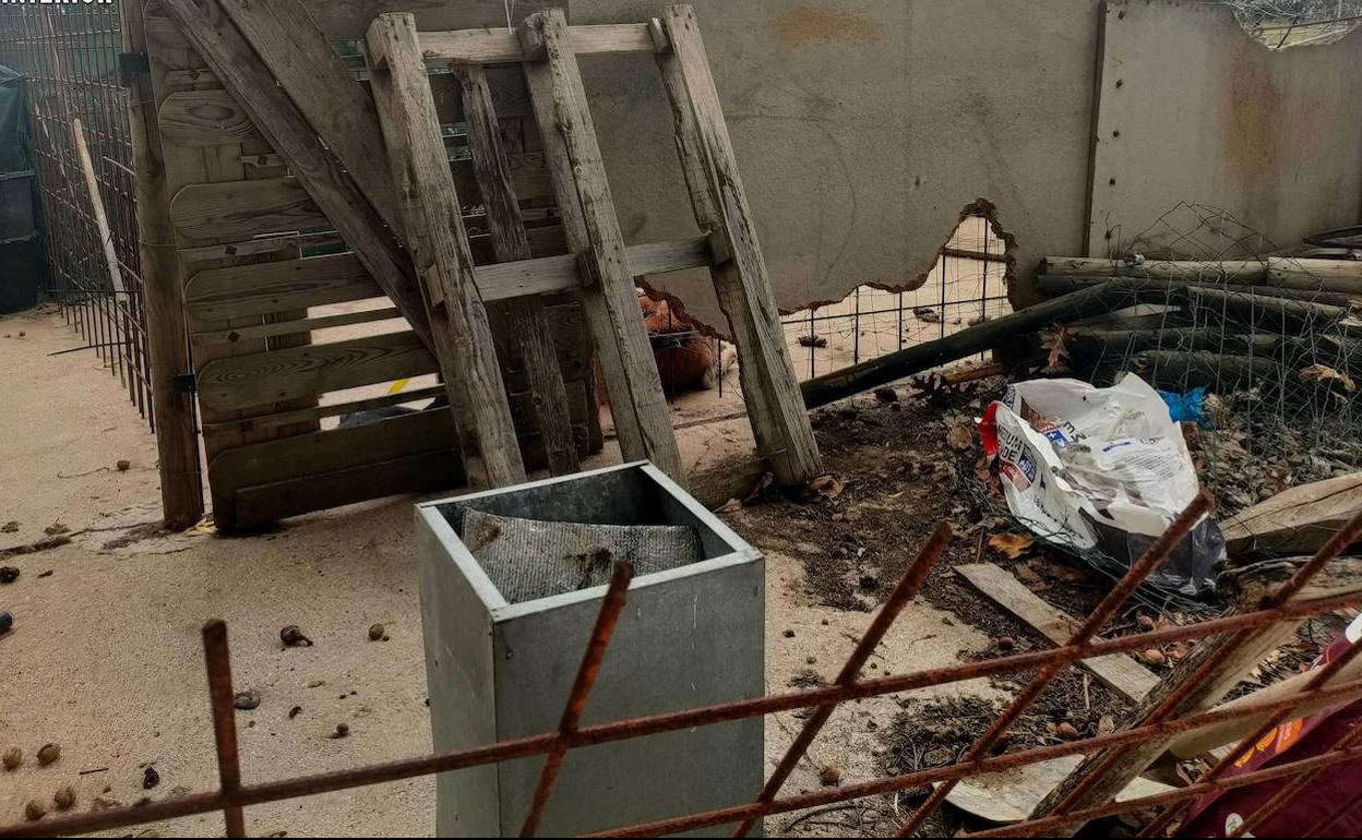 Patio en el que fueron hallados los perros. 