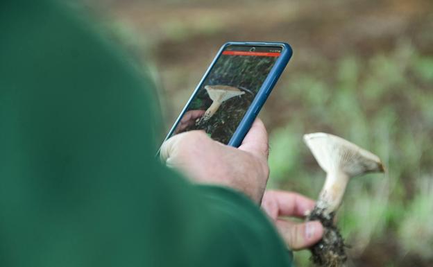 «No se puede confiar en las 'app' de identificación de setas porque un error puede ser fatal»