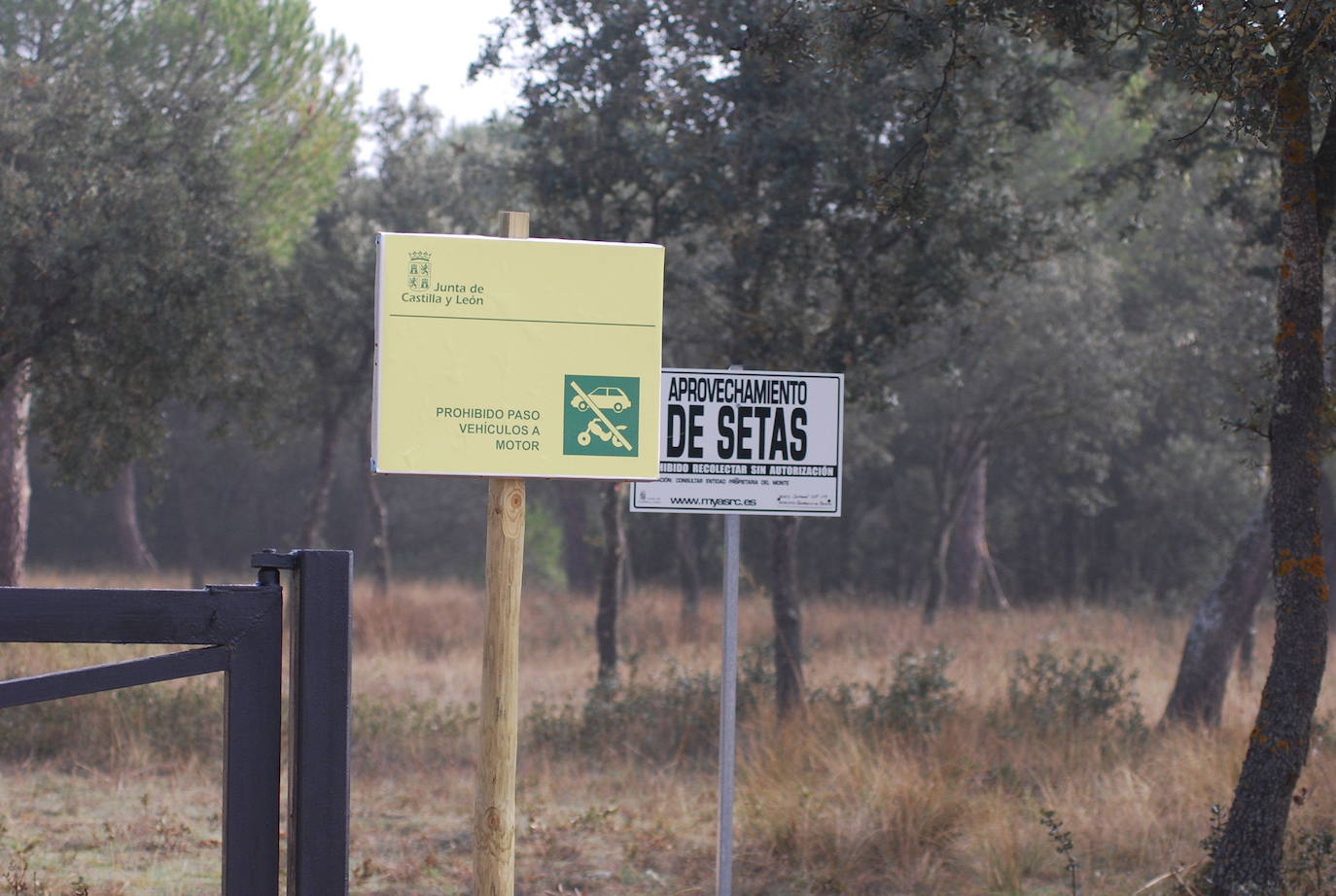 Pinar del municipio de La Parrilla. 