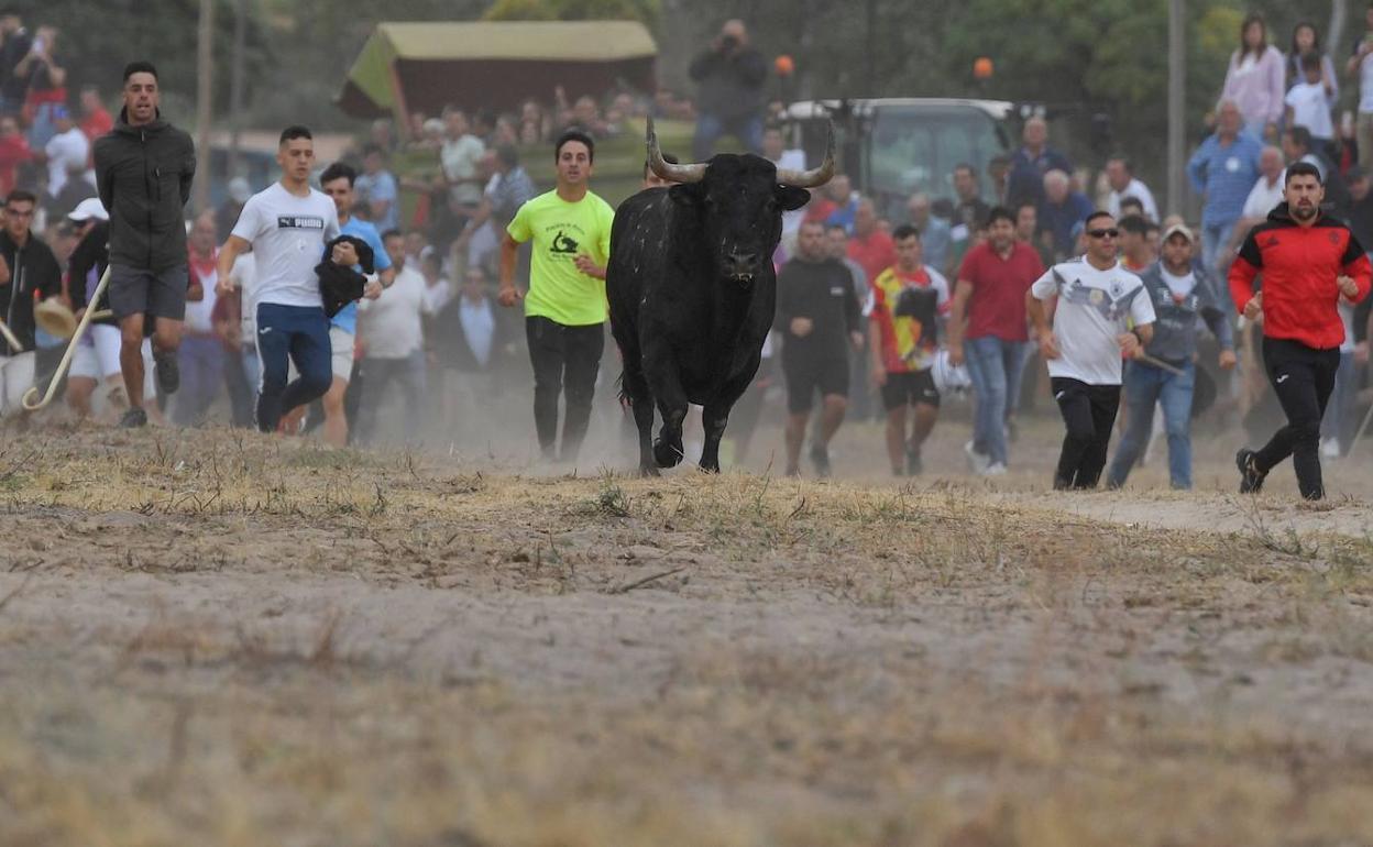 Toro de la Vega, el 15 de septiembre de 2015. 