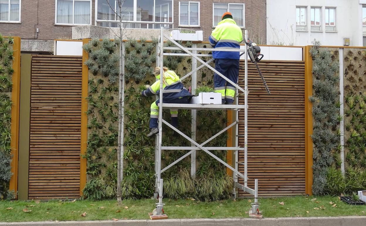 Los jardineros reponen las cintas del lado de la mediana vegetal que mira al Hospital Militar. 