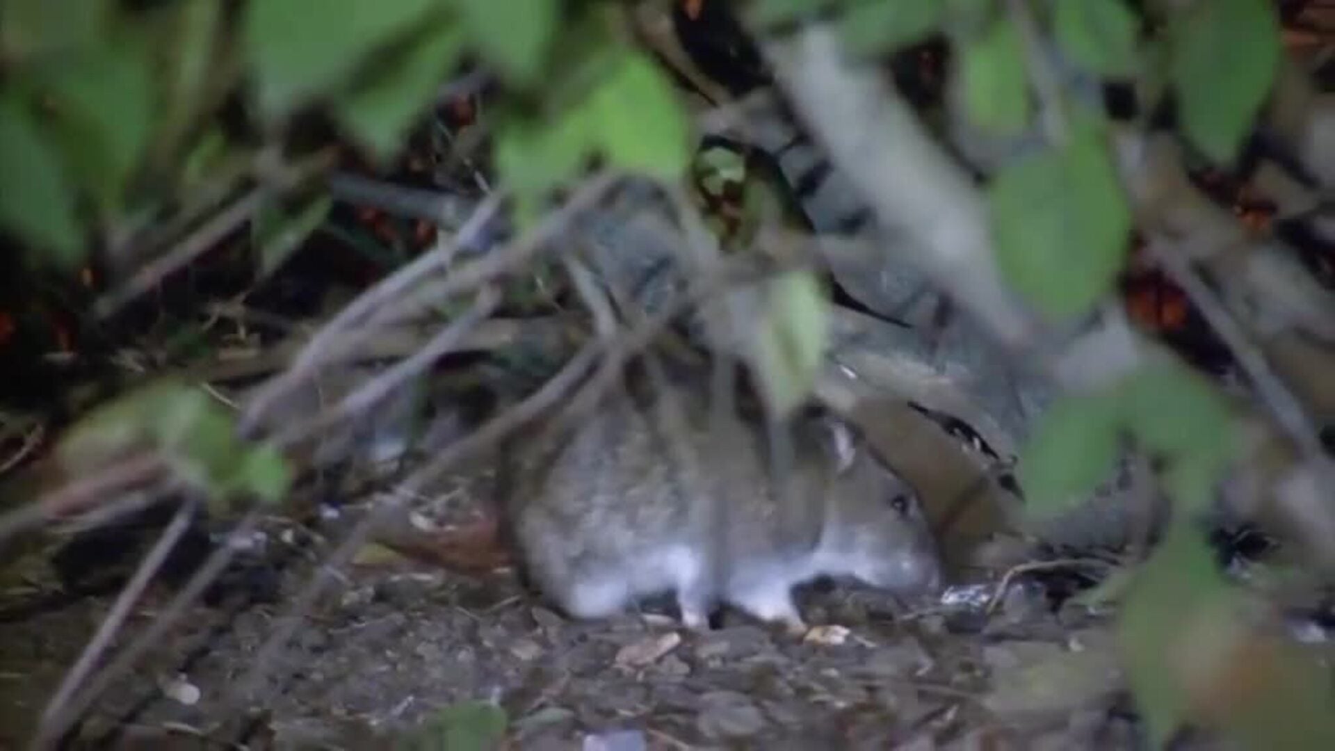 Nueva York: En busca del mejor "matarratas"