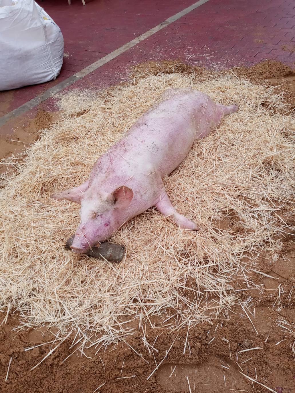 Fotos: IV Fiesta de la Matanza en Villabrágima (Valladolid)