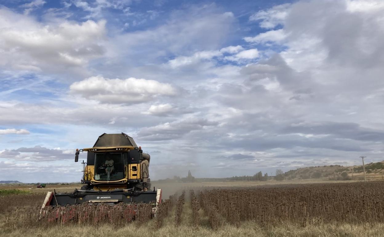 Siega de girasol esta pasada campaña. 