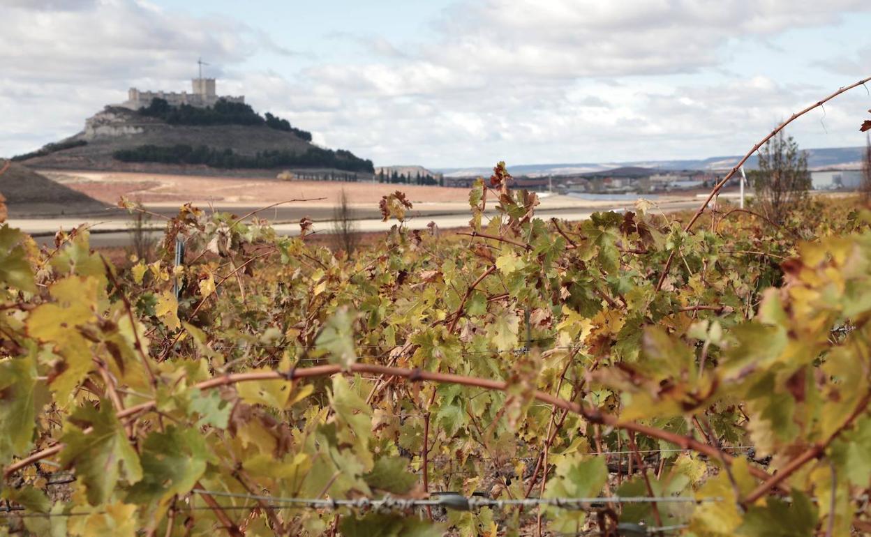 Viñedos en la zona de Peñafiel. 