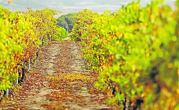 Viñedo de la 'Finca Los Hoyales'.