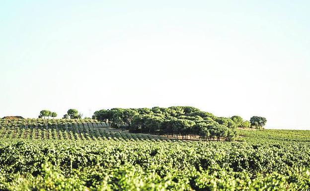 Viñedo de Bodegas José Pariente. 