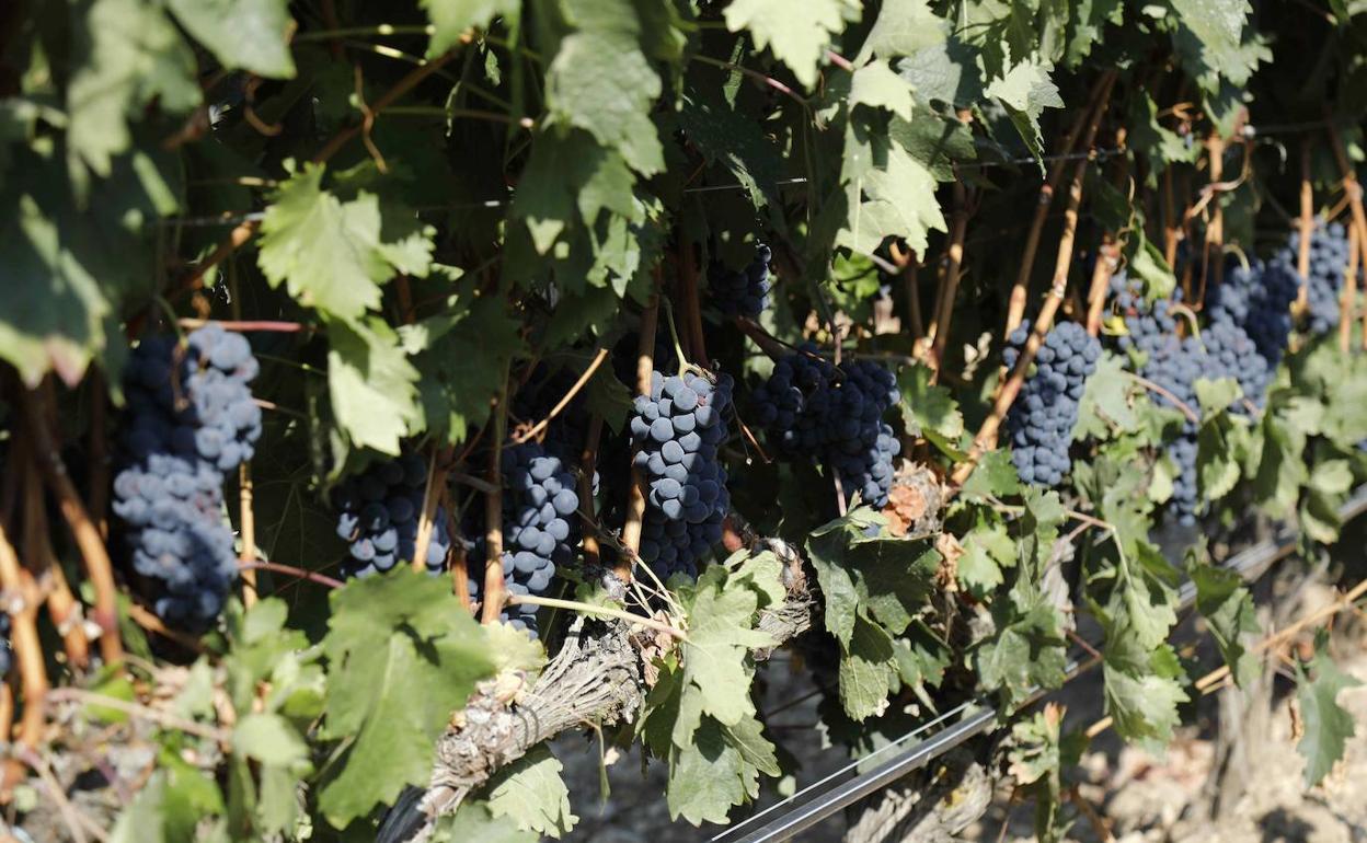 El vino genera el 3,1% del PIB de Castilla y León y 33.100 empleos
