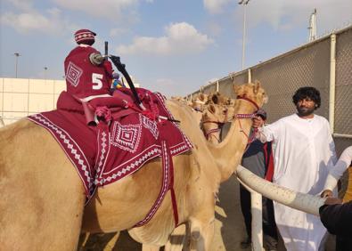 Imagen secundaria 1 - Arriba, Falaj, el ganador. Abajo, a la izquierda, un camello con su jinete-robot. Abajo, a la derecha, un grupo de camellos preparados para la salida. 