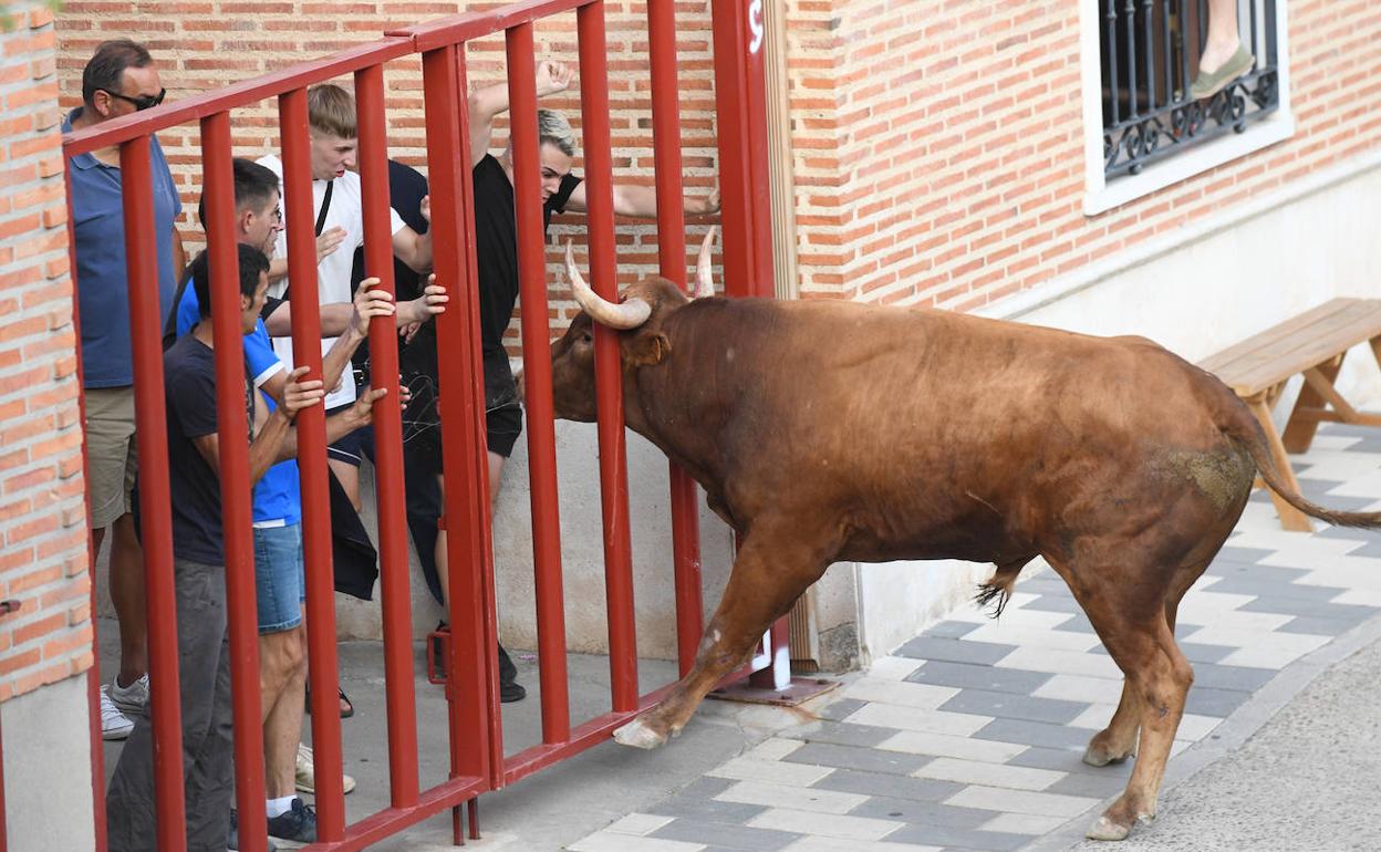 Un novillo intenta meter la cabeza entre los barrotes del vallado de La Seca.