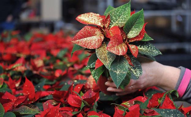 Plantas navideñas tóxicas: cuidado con los niños y los animales