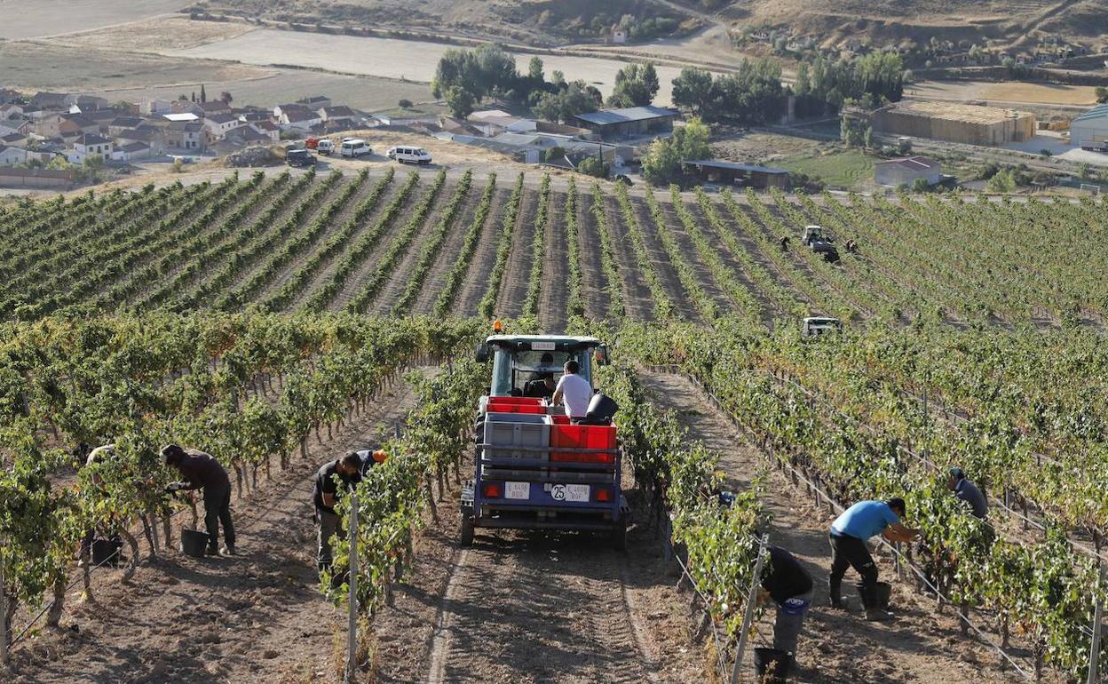 Vendimia en una parcela de Bodegas