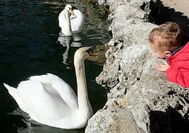 Un niño observa una pareja de cisnes en el estanque del Campo Grande.