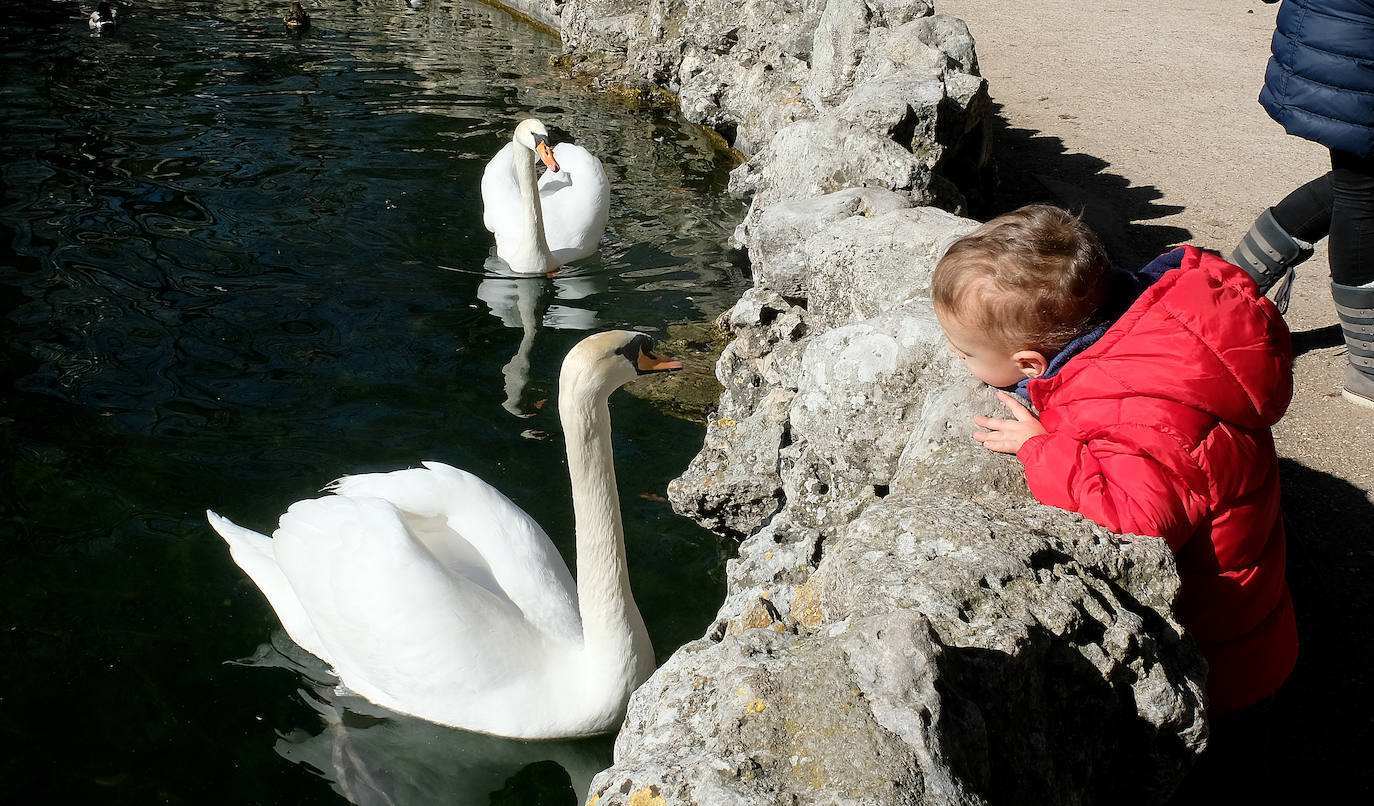 Un niño observa una pareja de cisnes en el estanque del Campo Grande.