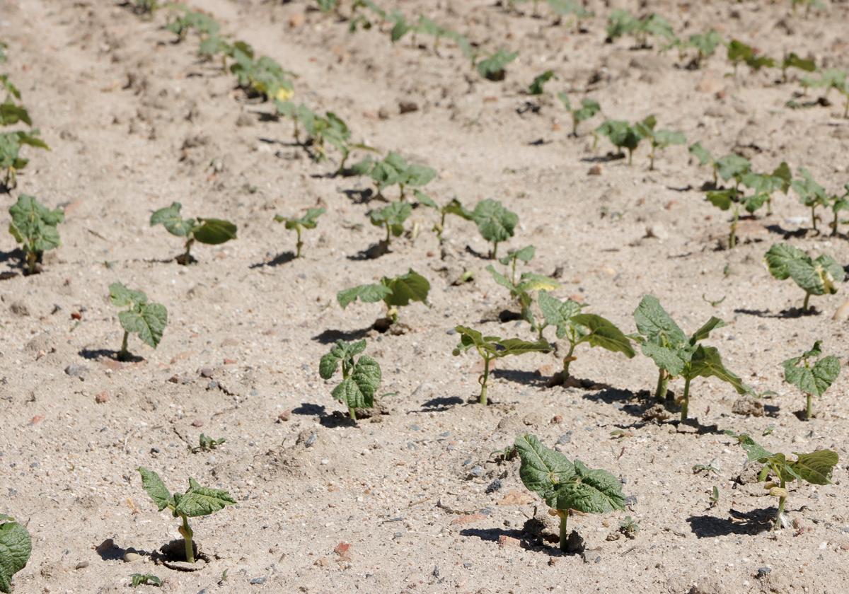 Cultivo de alubias en la provincia de Ávila.