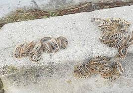 Varios grupos de orugas procesionarias