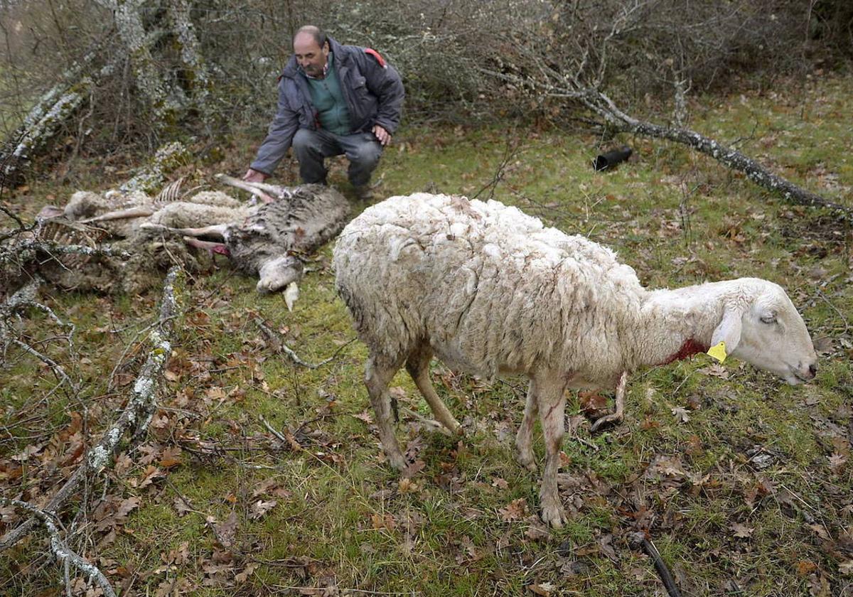 Un ataque de lobos a una ganadería segoviana ocurrido en los últimos años.