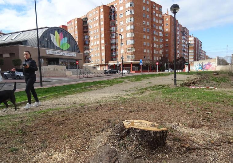 Tocones de los árboles talados en la calle Guipúzcoa para iniciar la construcción del paso bajo la vía.